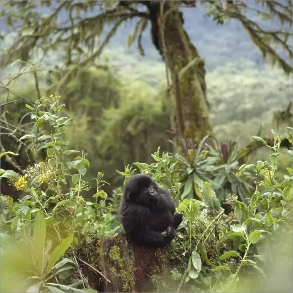 Mountain Gorilla (Gorilla gorilla beringei) juvenile, Virunga Volcanoes, Rwanda, Africa