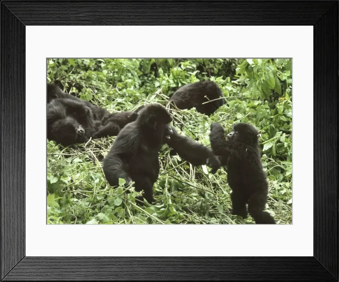 Framed Print : Mountain Gorillas (Gorilla gorilla beringei), juveniles playing, Virunga Volcanoes Framed Print : Mountain Gorillas (Gorilla gorilla beringei), juveniles playing, Virunga Volcanoes