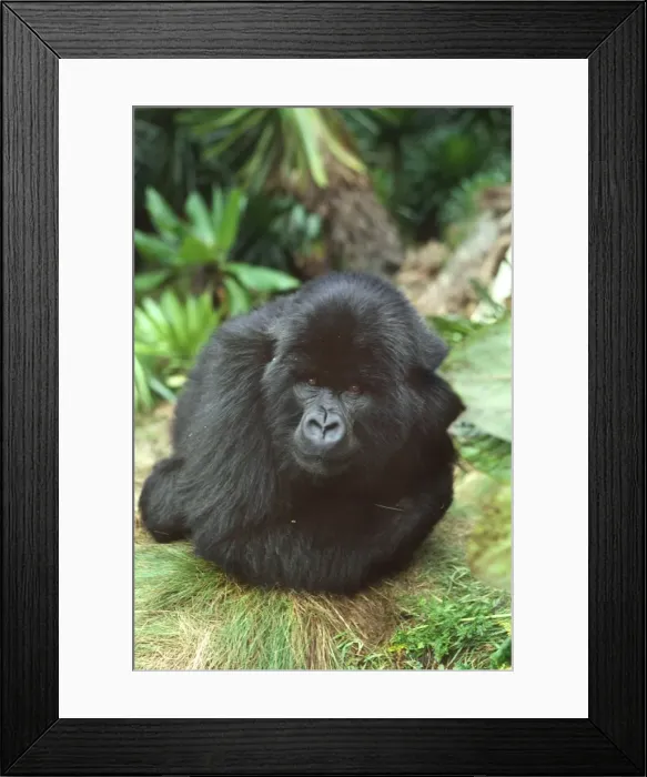 Framed Print : Mountain Gorilla (Gorilla gorilla beringei) blackback male in sub-alpine zone Framed Print : Mountain Gorilla (Gorilla gorilla beringei) blackback male in sub-alpine zone