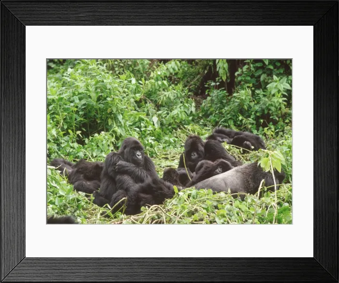 Framed Print : Mountain Gorillas (Gorilla gorilla beringei), silverback male with group resting Framed Print : Mountain Gorillas (Gorilla gorilla beringei), silverback male with group resting