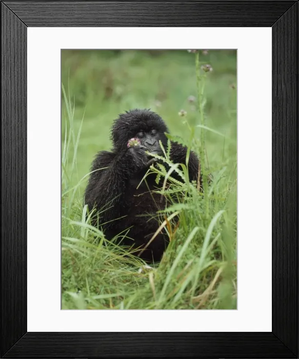 Framed Print : Mountain Gorillas (Gorilla g. beringei) young female feeding, Virunga Volcanoes Framed Print : Mountain Gorillas (Gorilla g. beringei) young female feeding, Virunga Volcanoes