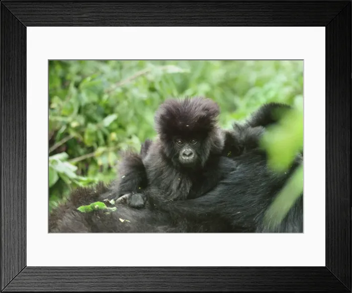 Framed Print : Mountain Gorilla (Gorilla g. beringei) infant on mothers back, Virunga Volcanoes Framed Print : Mountain Gorilla (Gorilla g. beringei) infant on mothers back, Virunga Volcanoes