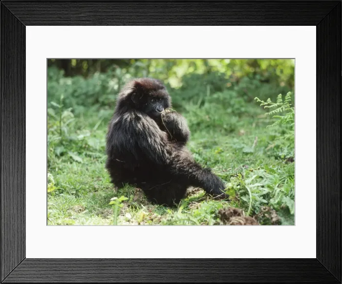 Framed Print : Mountain Gorillas (Gorilla gorilla beringei) juvenile feeding, Virunga Volcanoes Framed Print : Mountain Gorillas (Gorilla gorilla beringei) juvenile feeding, Virunga Volcanoes