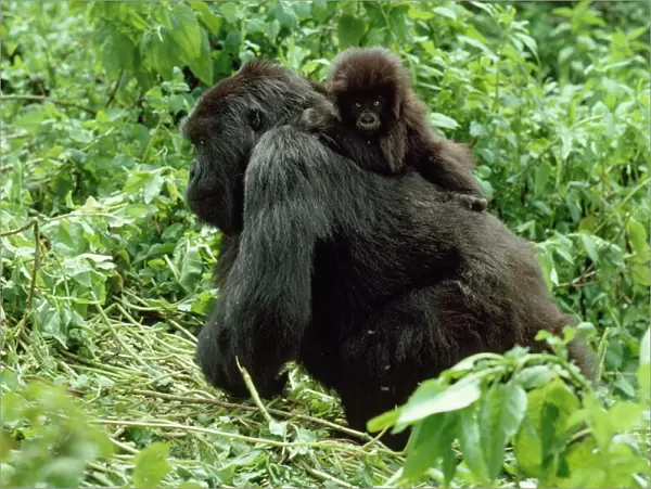 Mountain Gorillas (Gorilla g. beringei) female with infant on back, Virunga Volcanoes