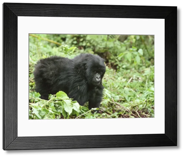 Framed Print : Mountain Gorillas (Gorilla gorilla beringei) juvenile, Virunga Volcanoes, Rwanda, Africa Framed Print : Mountain Gorillas (Gorilla gorilla beringei) juvenile, Virunga Volcanoes, Rwanda, Africa