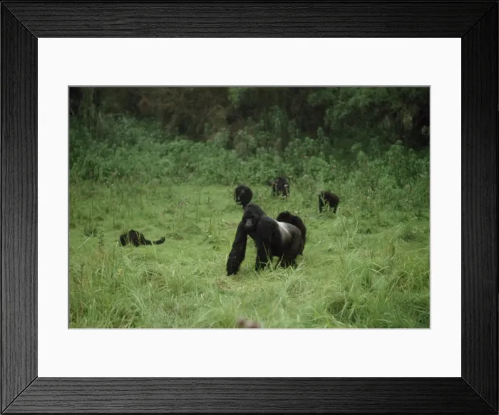 Framed Print : Mountain Gorillas (Gorilla g. beringei) silverback male with family group Framed Print : Mountain Gorillas (Gorilla g. beringei) silverback male with family group