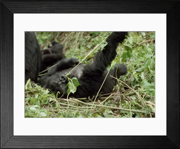 Framed Print : Mountain Gorilla (Gorilla gorilla beringei) juvenile playing, Virunga Volcanoes Framed Print : Mountain Gorilla (Gorilla gorilla beringei) juvenile playing, Virunga Volcanoes