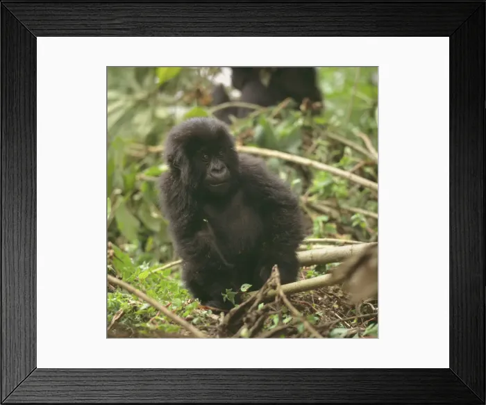 Framed Print : Mountain Gorilla (Gorilla gorilla beringei) juvenile, Virunga Volcanoes, Rwanda, Africa Framed Print : Mountain Gorilla (Gorilla gorilla beringei) juvenile, Virunga Volcanoes, Rwanda, Africa