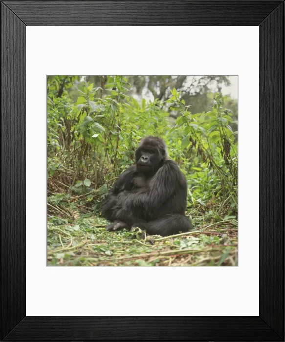 Framed Print : Mountain Gorillas (Gorilla gorilla beringei) blackback male, Virunga Volcanoes Framed Print : Mountain Gorillas (Gorilla gorilla beringei) blackback male, Virunga Volcanoes