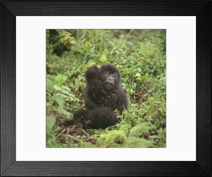 Framed Print : Mountain Gorilla (Gorilla gorilla beringei) juvenile, Virunga Volcanoes, Rwanda, Africa Framed Print : Mountain Gorilla (Gorilla gorilla beringei) juvenile, Virunga Volcanoes, Rwanda, Africa
