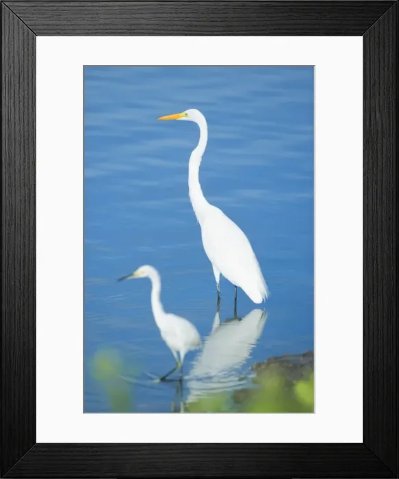 Framed Print : Great Egrets (Casmerodius albus) in a pond, Sanibel Island, J. N. Ding Darling National Wildlife Refuge, Florida, United States of America Framed Print : Great Egrets (Casmerodius albus) in a pond, Sanibel Island, J. N. Ding Darling National Wildlife Refuge, Florida, United States of America