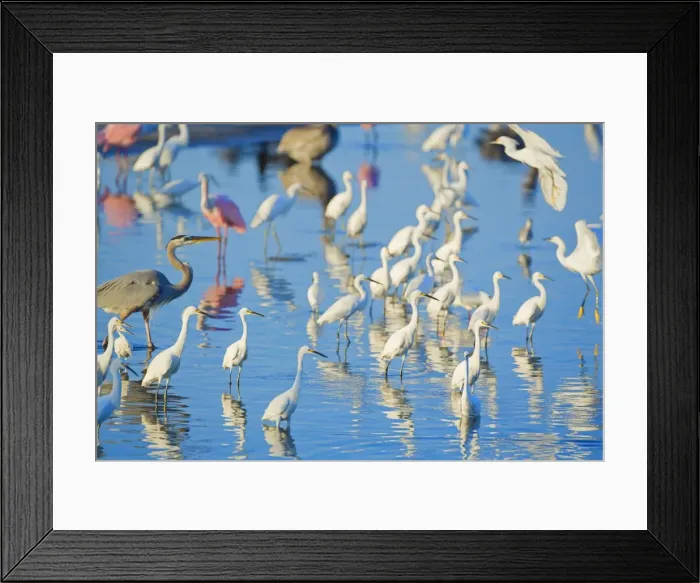Framed Print : Great egrets (Casmerodius albus), great blue heron (Ardea herodias) and roseate spoonbills Framed Print : Great egrets (Casmerodius albus), great blue heron (Ardea herodias) and roseate spoonbills