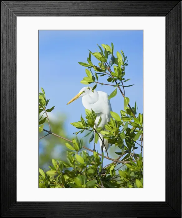 Framed Print : Great Egret (Casmerodius albus) on a tree, Sanibel Island, J. N. Ding Darling National Wildlife Refuge, Florida, United States of America Framed Print : Great Egret (Casmerodius albus) on a tree, Sanibel Island, J. N. Ding Darling National Wildlife Refuge, Florida, United States of America