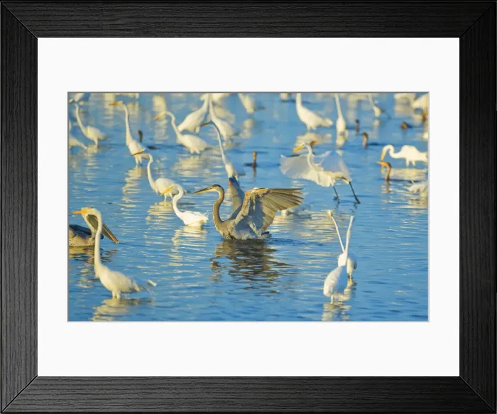 Framed Print : Great egrets (Casmerodius albus) and great blue heron (Ardea herodias) looking for fish in pond Framed Print : Great egrets (Casmerodius albus) and great blue heron (Ardea herodias) looking for fish in pond