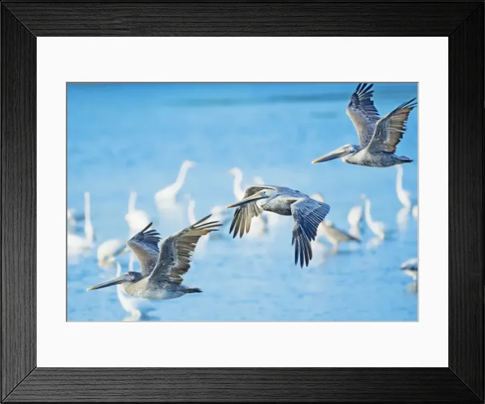 Framed Print : Brown Pelican (Pelecanus occidentalis) in flight, Sanibel Island, J. N Framed Print : Brown Pelican (Pelecanus occidentalis) in flight, Sanibel Island, J. N