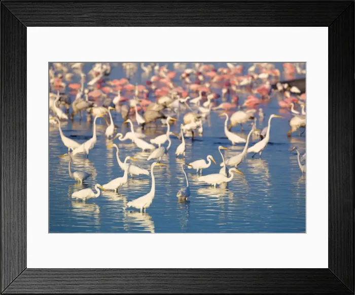 Framed Print : Great egrets (Casmerodius albus) and roseate spoonbills (Ajaia ajaja) looking for fish in pond Framed Print : Great egrets (Casmerodius albus) and roseate spoonbills (Ajaia ajaja) looking for fish in pond
