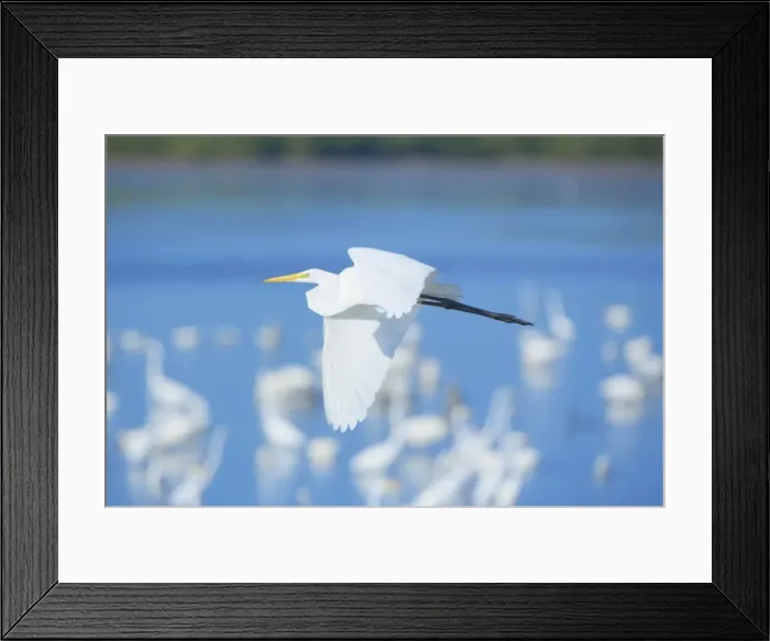 Framed Print : Great Egret (Casmerodius albus) in flight, Sanibel Island, J. N. Ding Darling National Wildlife Refuge, Florida, United States of America Framed Print : Great Egret (Casmerodius albus) in flight, Sanibel Island, J. N. Ding Darling National Wildlife Refuge, Florida, United States of America