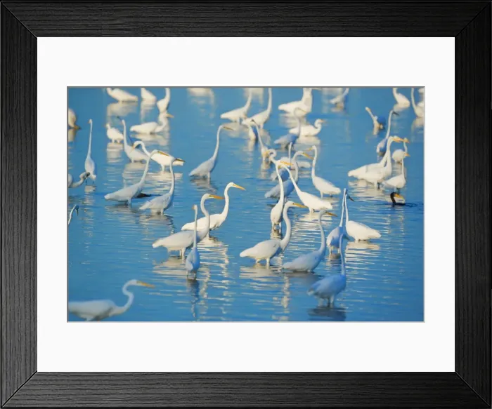 Framed Print : Great egrets (Casmerodius albus) looking for fish in pond, Sanibel Island, J Framed Print : Great egrets (Casmerodius albus) looking for fish in pond, Sanibel Island, J