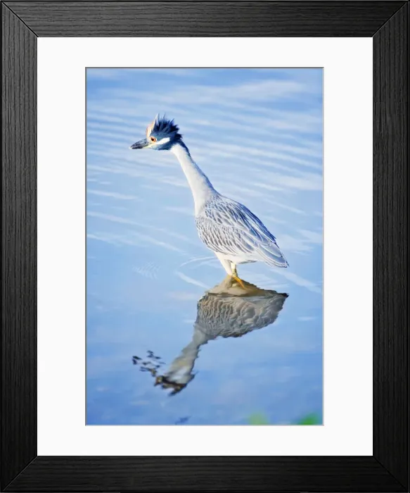 Framed Print : Yellow-crowned Night Heron (Nyctanassa violacea) standing in water, Sanibel Island, J Framed Print : Yellow-crowned Night Heron (Nyctanassa violacea) standing in water, Sanibel Island, J