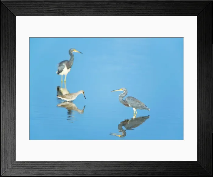 Framed Print : Tricolored herons (Egretta tricolor) standing in water, Sanibel Island, J Framed Print : Tricolored herons (Egretta tricolor) standing in water, Sanibel Island, J