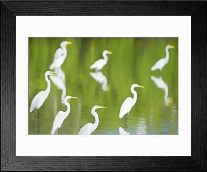 Framed Print : Great Egrets (Casmerodius albus) in a pond looking for fish, Sanibel Island, J Framed Print : Great Egrets (Casmerodius albus) in a pond looking for fish, Sanibel Island, J