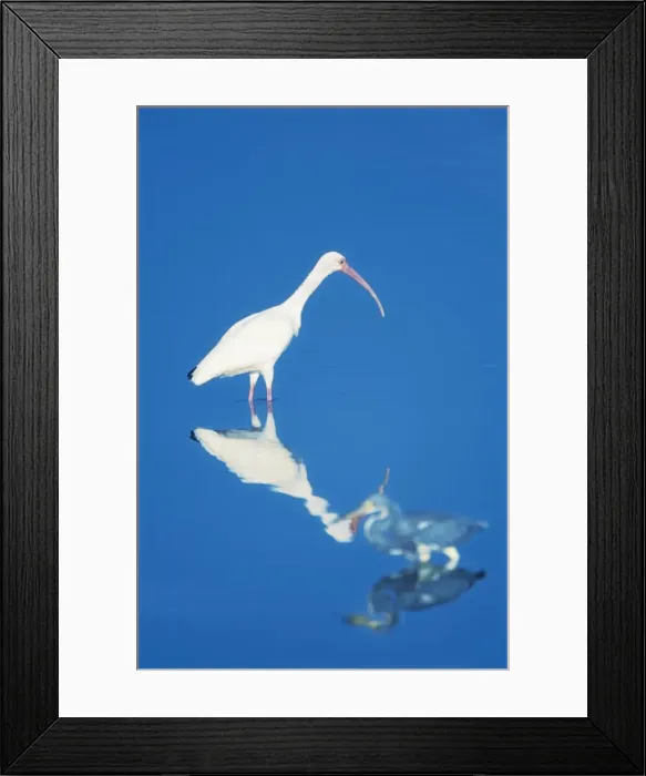 Framed Print : Roseate spoonbill (Ajaia ajaja) standing in water, Sanibel Island, J. N Framed Print : Roseate spoonbill (Ajaia ajaja) standing in water, Sanibel Island, J. N