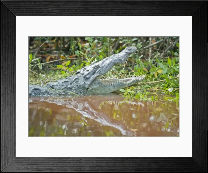 Framed Print : American alligator (Alligator mississipiensis) with open jaws, Sanibel Island Framed Print : American alligator (Alligator mississipiensis) with open jaws, Sanibel Island