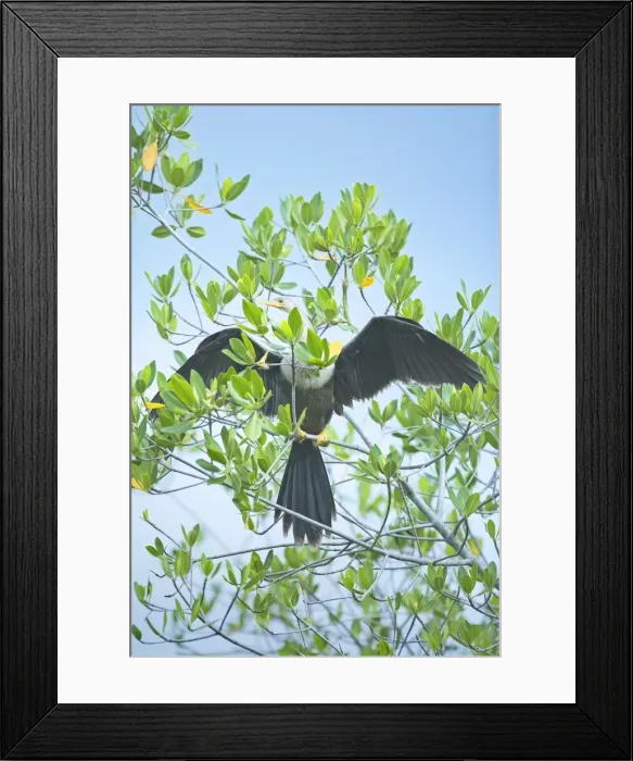 Framed Print : Anhinga spreading wings, Sanibel Island, J. N. Ding Darling National Wildlife Refuge Framed Print : Anhinga spreading wings, Sanibel Island, J. N. Ding Darling National Wildlife Refuge