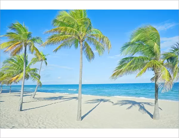 Palm trees on tropical beach, Fort Lauderdale, Florida, United States of America
