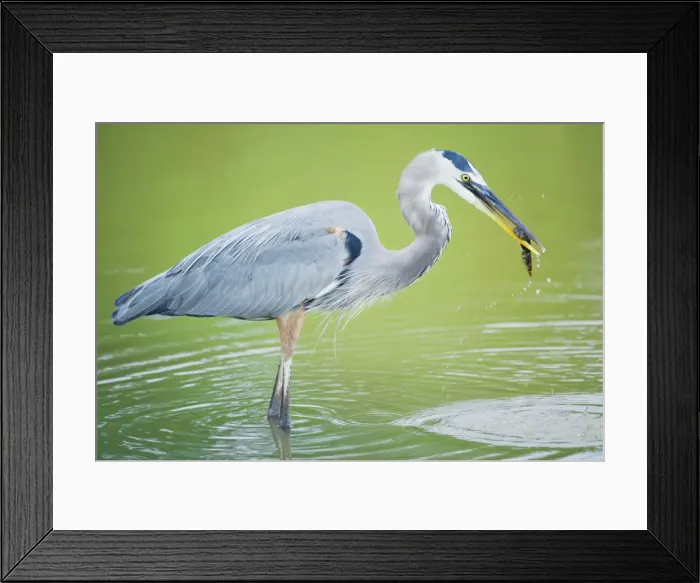 Framed Print : Great blue heron (Ardea herodias) with fish, standing in water, Sanibel Island, J Framed Print : Great blue heron (Ardea herodias) with fish, standing in water, Sanibel Island, J