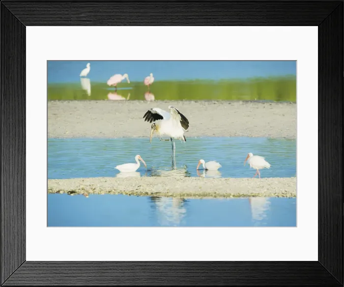 Framed Print : Wood Stork (Mycteria Americana) spreading wings and Roseate Spoonbills (Ajaia ajaja) Framed Print : Wood Stork (Mycteria Americana) spreading wings and Roseate Spoonbills (Ajaia ajaja)