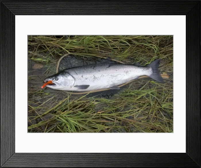 Framed Print : Silver (Coho) salmon (Oncorhynchus Kisutch) with fly in the mouth, Coghill Lake Framed Print : Silver (Coho) salmon (Oncorhynchus Kisutch) with fly in the mouth, Coghill Lake