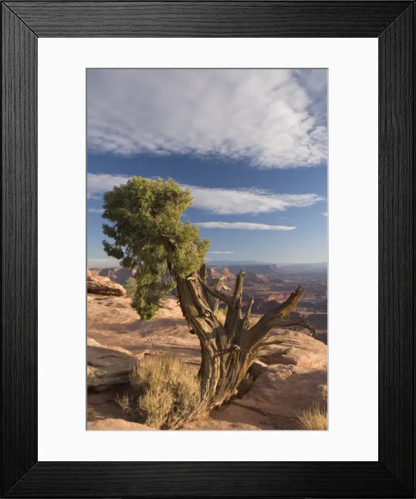 Framed Print : Juniper tree (Juniperus Osteosperma), Dead Horse Point State Park, near Moab Framed Print : Juniper tree (Juniperus Osteosperma), Dead Horse Point State Park, near Moab