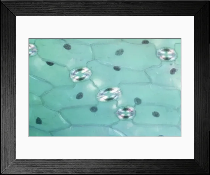 Framed Print : Light Micrograph (LM) of a transverse section of a leaf of a Tulip (Tulipa sp Framed Print : Light Micrograph (LM) of a transverse section of a leaf of a Tulip (Tulipa sp