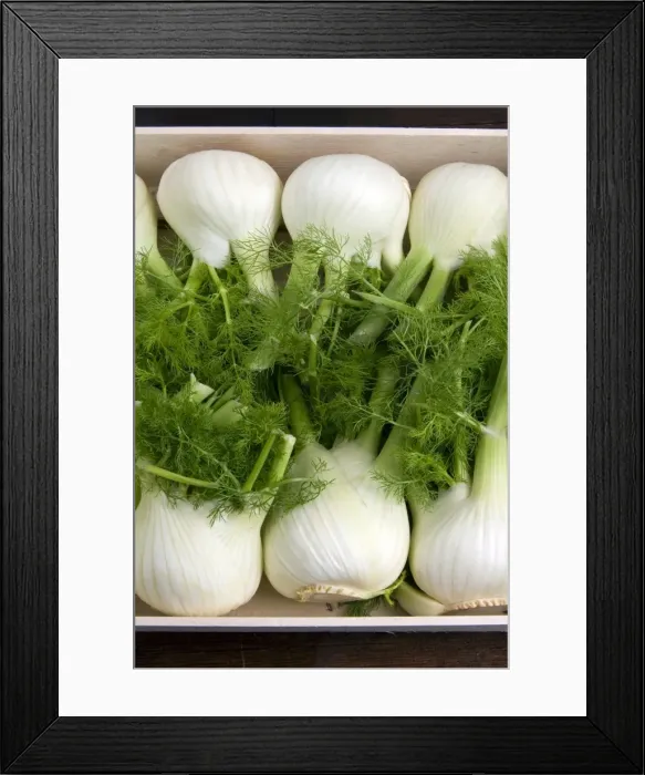 Framed Print : Fennel bulbs (Foeniculum vulgare) Framed Print : Fennel bulbs (Foeniculum vulgare)