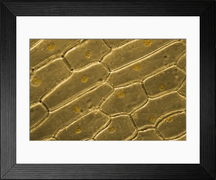 Framed Print : Light Micrograph (LM) of onion skin cells, magnification x 600 Framed Print : Light Micrograph (LM) of onion skin cells, magnification x 600