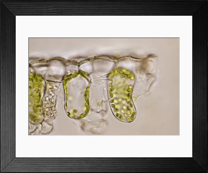 Framed Print : Light Micrograph (LM) of a plant cell chloroplasts, the site where photosynthesis takes place Framed Print : Light Micrograph (LM) of a plant cell chloroplasts, the site where photosynthesis takes place
