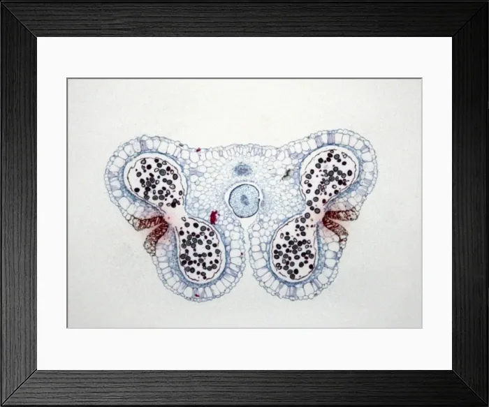 Framed Print : Light Micrograph (LM) of the transverse section of Lilium anthers with mature pollen Framed Print : Light Micrograph (LM) of the transverse section of Lilium anthers with mature pollen