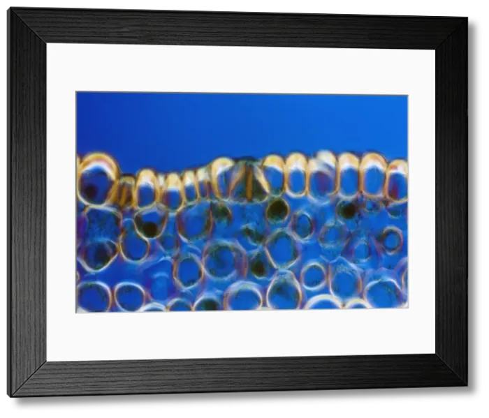 Framed Print : Light Micrograph (LM) of a transverse section of a stem of Whisk Fern (Psilotum nudum)
