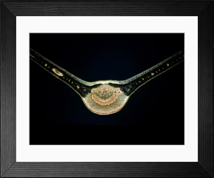 Framed Print : Light Micrograph (LM) of a transverse section of a fig leaf, magnification x 15 Framed Print : Light Micrograph (LM) of a transverse section of a fig leaf, magnification x 15