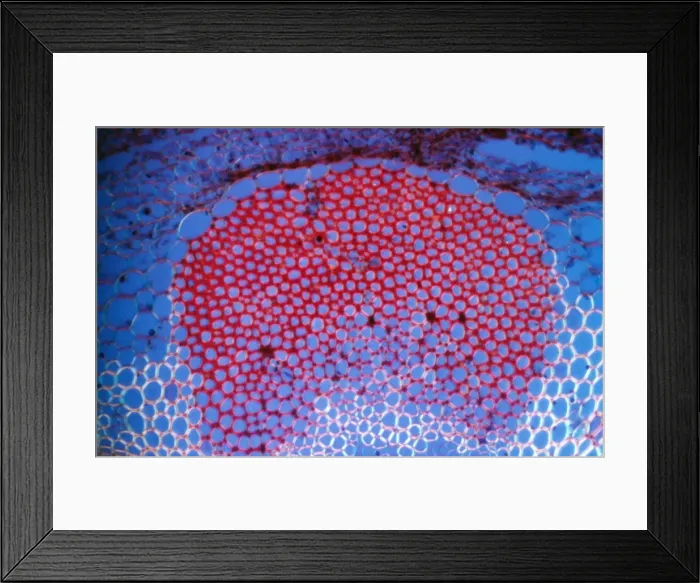 Framed Print : Light Micrograph (LM) of a transverse section showing Sclerenchyma Ground Tissue in Helianthus stem Framed Print : Light Micrograph (LM) of a transverse section showing Sclerenchyma Ground Tissue in Helianthus stem