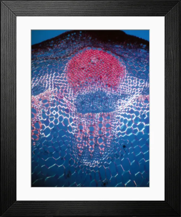 Framed Print : Light Micrograph (LM) of a transverse section showing vascular bundle in Helianthus stem Framed Print : Light Micrograph (LM) of a transverse section showing vascular bundle in Helianthus stem