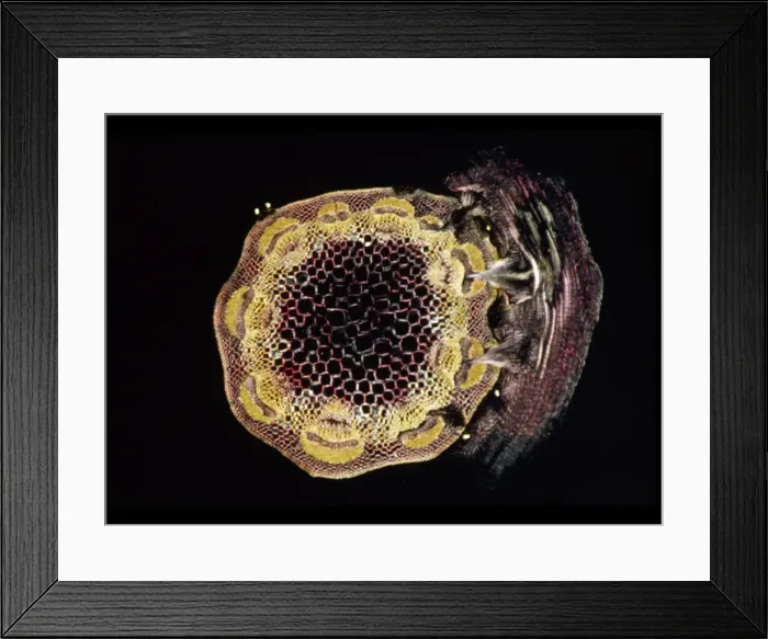 Framed Print : Light Micrograph (LM) of a transverse section of a stem of Clover (Trifolium sp Framed Print : Light Micrograph (LM) of a transverse section of a stem of Clover (Trifolium sp