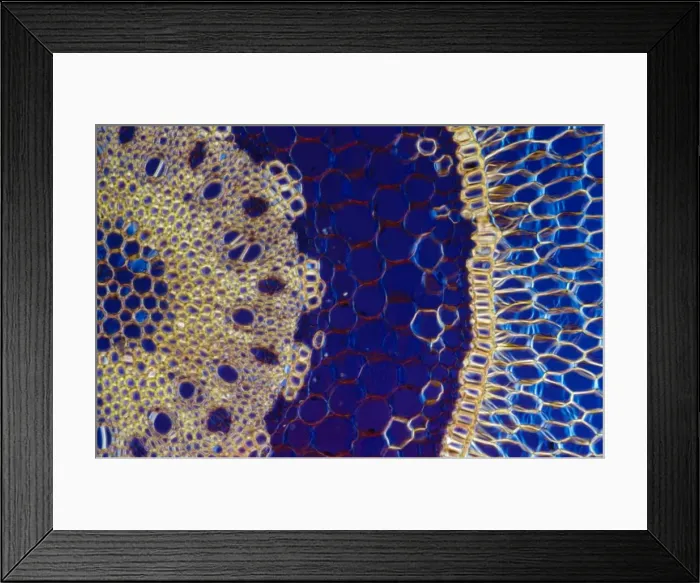 Framed Print : Light Micrograph (LM) of a transverse section of an aerial root of Orchid (Dendrobium sp Framed Print : Light Micrograph (LM) of a transverse section of an aerial root of Orchid (Dendrobium sp