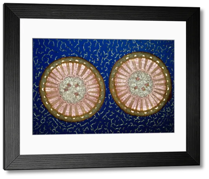 Framed Print : Light Micrograph (LM) of a transverse section of a stem of a Pepper, magnification x12 Framed Print : Light Micrograph (LM) of a transverse section of a stem of a Pepper, magnification x12