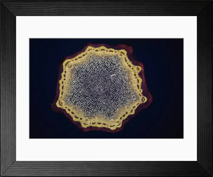 Framed Print : Light Micrograph (LM) of a transverse section of a Dandelion stem (Taraxacum officinale) Framed Print : Light Micrograph (LM) of a transverse section of a Dandelion stem (Taraxacum officinale)