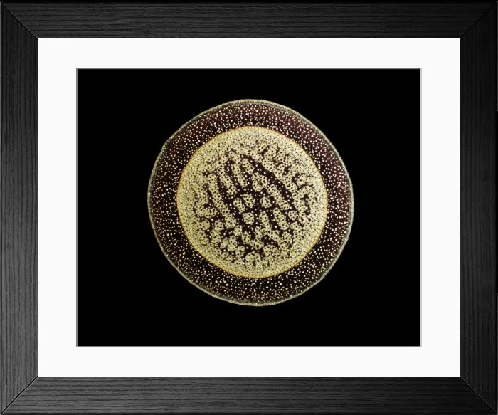 Framed Print : Light Micrograph (LM) of a transverse section of an aerial root of a Pandanus sp Framed Print : Light Micrograph (LM) of a transverse section of an aerial root of a Pandanus sp
