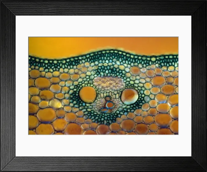 Framed Print : Light Micrograph (LM) of a transverse section of a Maize stem (Zea sp. ) showing vascular bundle Framed Print : Light Micrograph (LM) of a transverse section of a Maize stem (Zea sp. ) showing vascular bundle