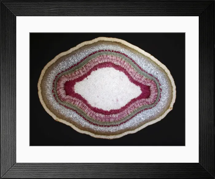 Framed Print : Light Micrograph (LM) of a tranverse section of a stem of a Common (European) Ash tree Framed Print : Light Micrograph (LM) of a tranverse section of a stem of a Common (European) Ash tree
