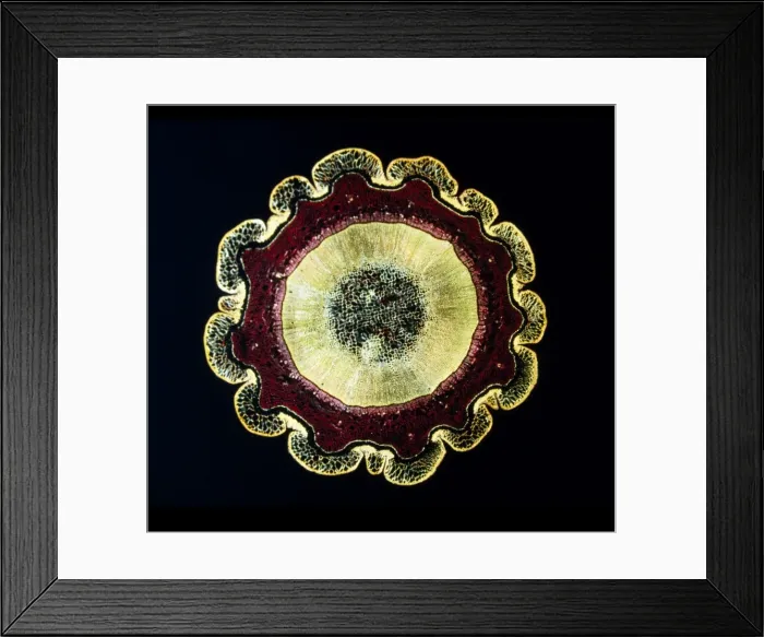 Framed Print : Light Micrograph (LM) of the transverse section of a stem of Norway Pine Framed Print : Light Micrograph (LM) of the transverse section of a stem of Norway Pine